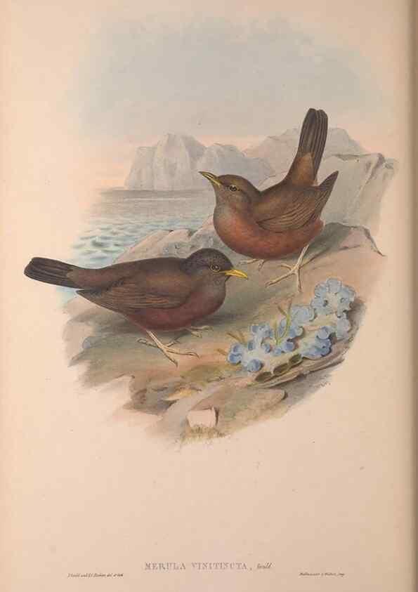 Reproducción/Reproduction 36840791542: The birds of Australia, supplement /. London :Printed by Taylor and Francis ... published by the author ...,[1851]-1869.