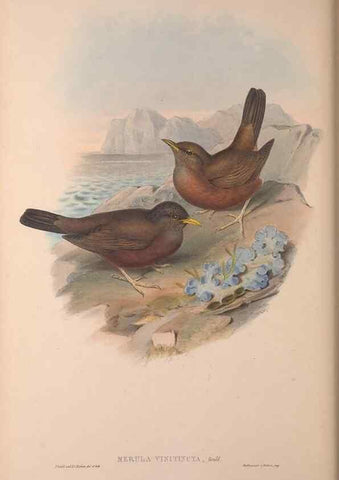 Reproducción/Reproduction 36840791542: The birds of Australia, supplement /. London :Printed by Taylor and Francis ... published by the author ...,[1851]-1869.