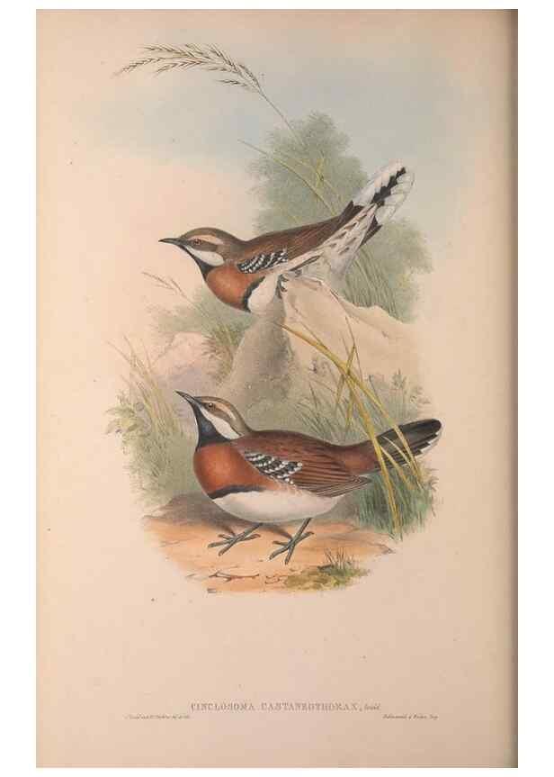 Reproducción/Reproduction 36840793712: The birds of Australia, supplement /. London :Printed by Taylor and Francis ... published by the author ...,[1851]-1869.