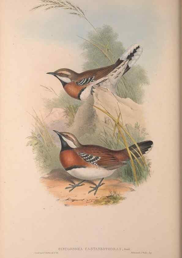 Reproducción/Reproduction 36840793712: The birds of Australia, supplement /. London :Printed by Taylor and Francis ... published by the author ...,[1851]-1869.