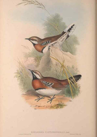 Reproducción/Reproduction 36840793712: The birds of Australia, supplement /. London :Printed by Taylor and Francis ... published by the author ...,[1851]-1869.