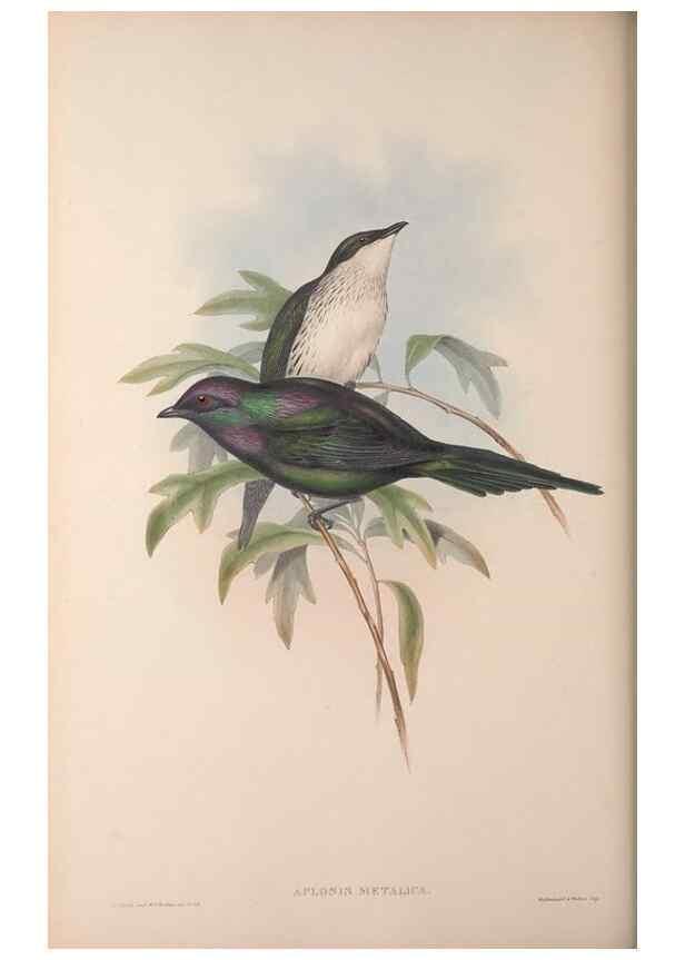 Reproducción/Reproduction 36176236054: The birds of Australia, supplement /. London :Printed by Taylor and Francis ... published by the author ...,[1851]-1869.