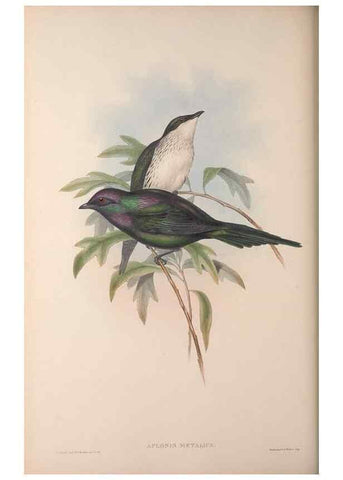 Reproducción/Reproduction 36176236054: The birds of Australia, supplement /. London :Printed by Taylor and Francis ... published by the author ...,[1851]-1869.