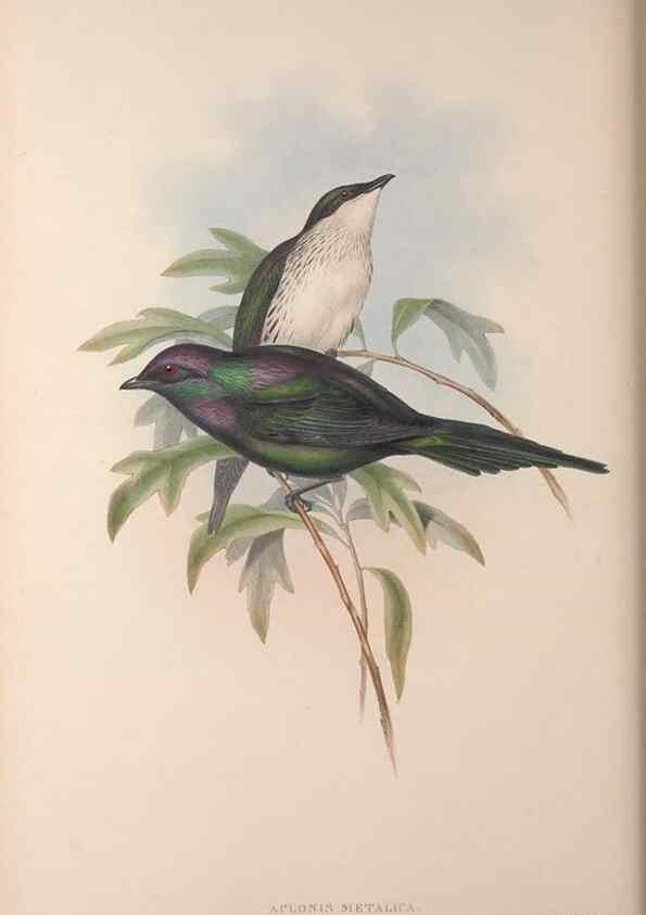 Reproducción/Reproduction 36176236054: The birds of Australia, supplement /. London :Printed by Taylor and Francis ... published by the author ...,[1851]-1869.