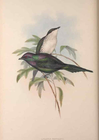 Reproducción/Reproduction 36176236054: The birds of Australia, supplement /. London :Printed by Taylor and Francis ... published by the author ...,[1851]-1869.
