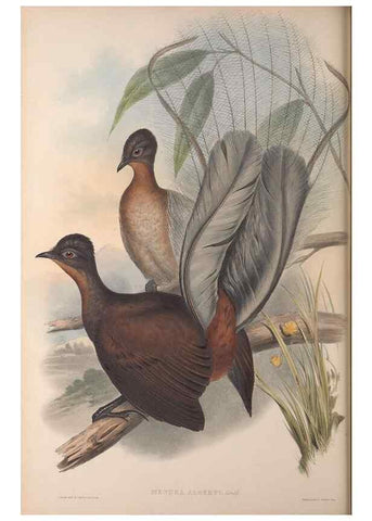 Reproducción/Reproduction 36203549273: The birds of Australia, supplement /. London :Printed by Taylor and Francis ... published by the author ...,[1851]-1869.