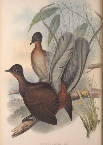 Reproducción/Reproduction 36203549273: The birds of Australia, supplement /. London :Printed by Taylor and Francis ... published by the author ...,[1851]-1869.
