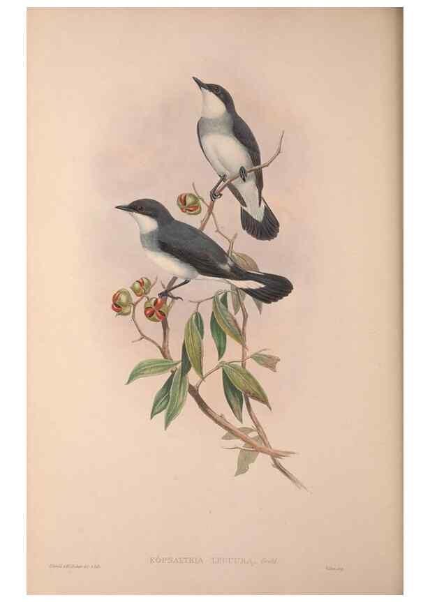 Reproducción/Reproduction 36203546363: The birds of Australia, supplement /. London :Printed by Taylor and Francis ... published by the author ...,[1851]-1869.