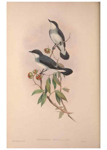 Reproducción/Reproduction 36203546363: The birds of Australia, supplement /. London :Printed by Taylor and Francis ... published by the author ...,[1851]-1869.