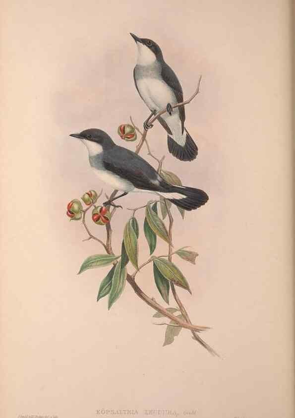 Reproducción/Reproduction 36203546363: The birds of Australia, supplement /. London :Printed by Taylor and Francis ... published by the author ...,[1851]-1869.