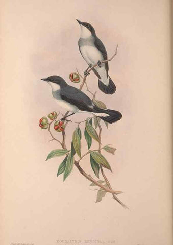 Reproducción/Reproduction 36203546363: The birds of Australia, supplement /. London :Printed by Taylor and Francis ... published by the author ...,[1851]-1869.