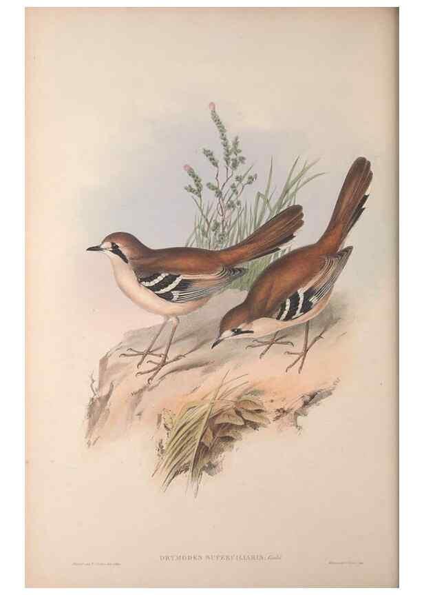 Reproducción/Reproduction 36840765262: The birds of Australia, supplement /. London :Printed by Taylor and Francis ... published by the author ...,[1851]-1869.