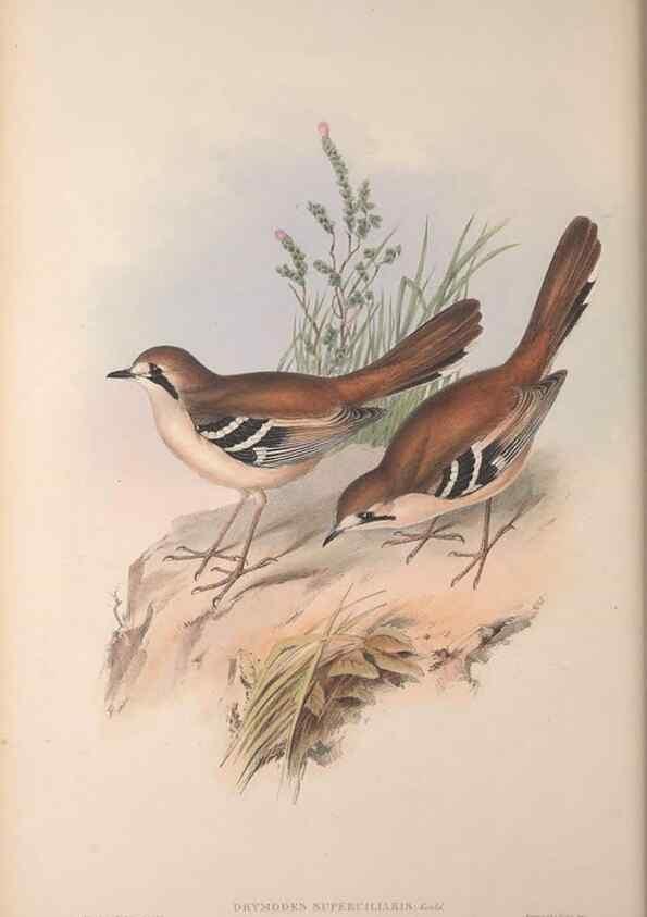 Reproducción/Reproduction 36840765262: The birds of Australia, supplement /. London :Printed by Taylor and Francis ... published by the author ...,[1851]-1869.