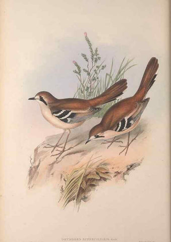 Reproducción/Reproduction 36840765262: The birds of Australia, supplement /. London :Printed by Taylor and Francis ... published by the author ...,[1851]-1869.