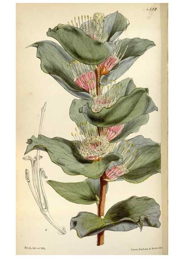 Reproducción/Reproduction 36141840214: Curtis's botanical magazine.. London ; New York [etc.] :Academic Press [etc.]