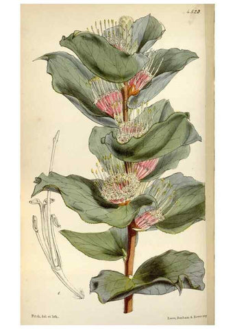 Reproducción/Reproduction 36141840214: Curtis's botanical magazine.. London ; New York [etc.] :Academic Press [etc.]