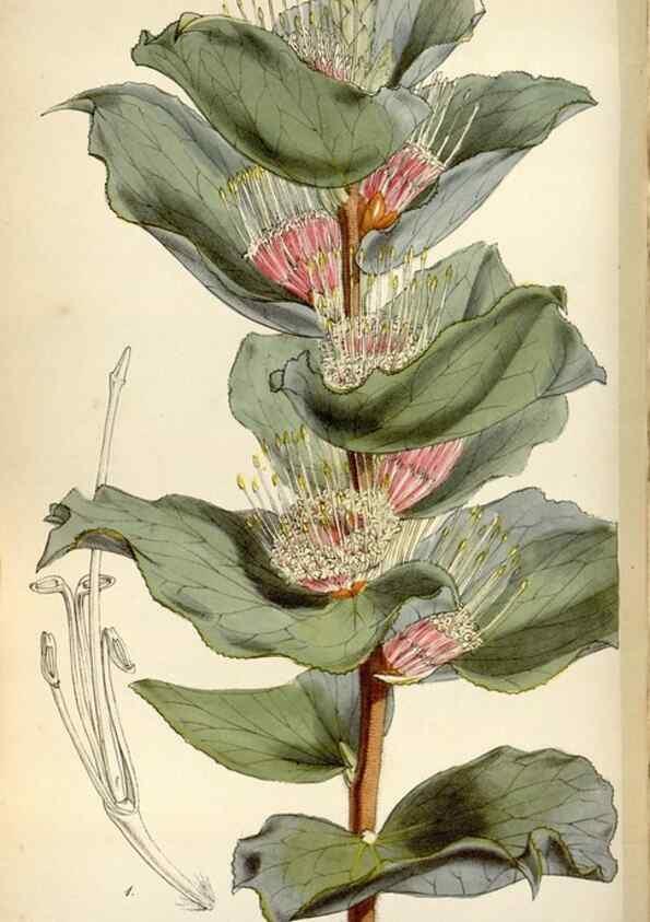 Reproducción/Reproduction 36141840214: Curtis's botanical magazine.. London ; New York [etc.] :Academic Press [etc.]