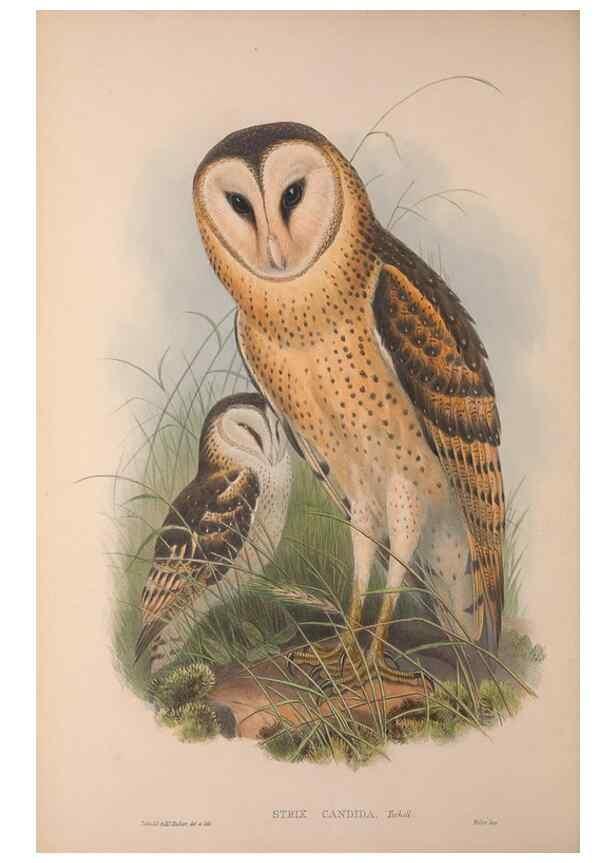 Reproducción/Reproduction 36203499093: The birds of Australia, supplement /. London :Printed by Taylor and Francis ... published by the author ...,[1851]-1869.