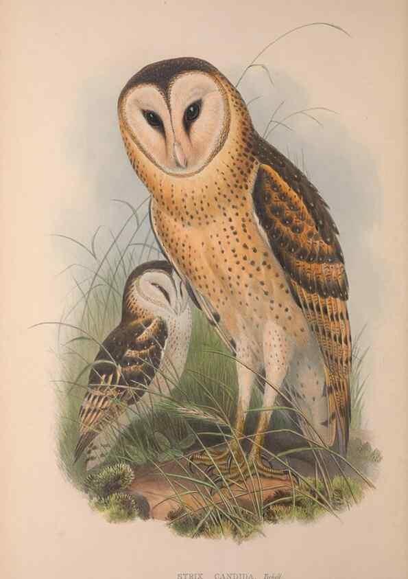 Reproducción/Reproduction 36203499093: The birds of Australia, supplement /. London :Printed by Taylor and Francis ... published by the author ...,[1851]-1869.