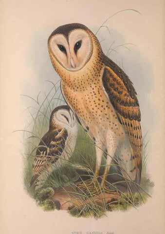 Reproducción/Reproduction 36203499093: The birds of Australia, supplement /. London :Printed by Taylor and Francis ... published by the author ...,[1851]-1869.
