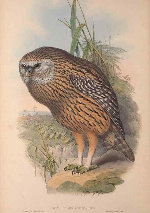 Reproducción/Reproduction 36203500513: The birds of Australia, supplement /. London :Printed by Taylor and Francis ... published by the author ...,[1851]-1869.