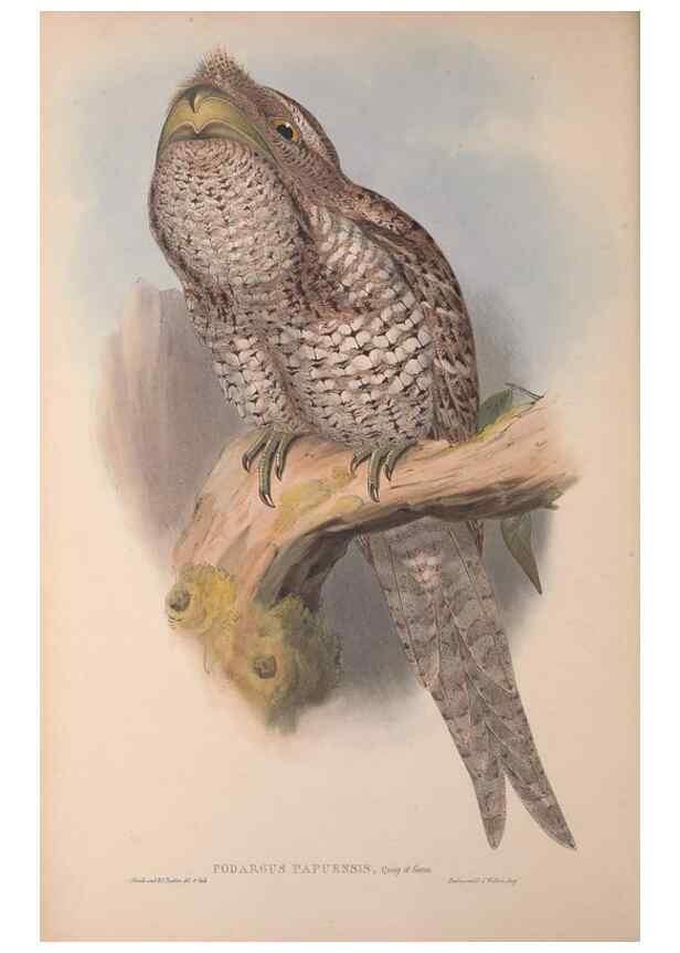 Reproducción/Reproduction 36203502143: The birds of Australia, supplement /. London :Printed by Taylor and Francis ... published by the author ...,[1851]-1869.