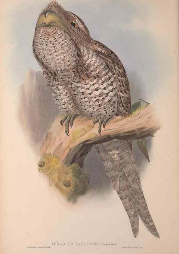 Reproducción/Reproduction 36203502143: The birds of Australia, supplement /. London :Printed by Taylor and Francis ... published by the author ...,[1851]-1869.