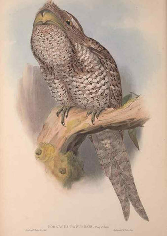 Reproducción/Reproduction 36203502143: The birds of Australia, supplement /. London :Printed by Taylor and Francis ... published by the author ...,[1851]-1869.