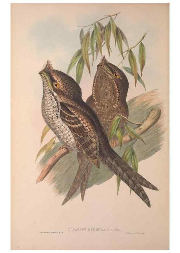 Reproducción/Reproduction 36203503733: The birds of Australia, supplement /. London :Printed by Taylor and Francis ... published by the author ...,[1851]-1869.