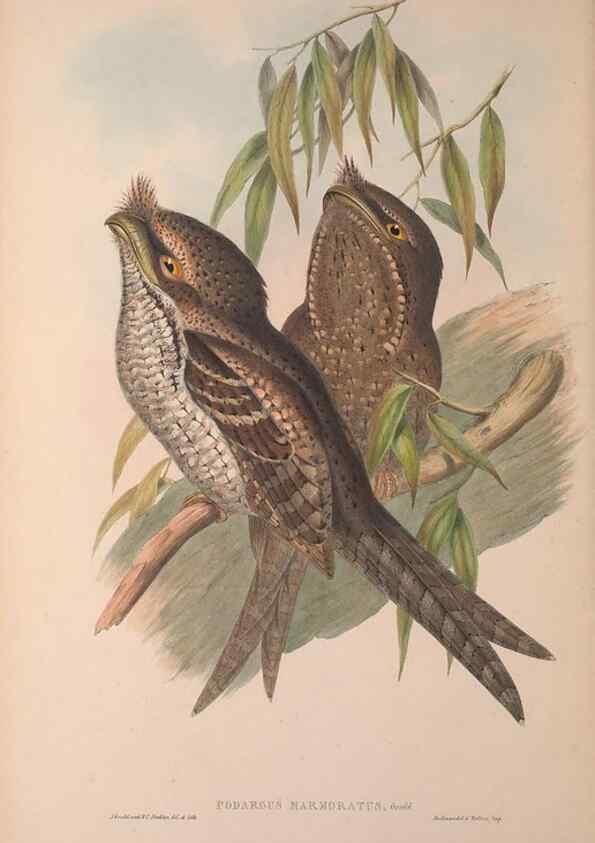 Reproducción/Reproduction 36203503733: The birds of Australia, supplement /. London :Printed by Taylor and Francis ... published by the author ...,[1851]-1869.