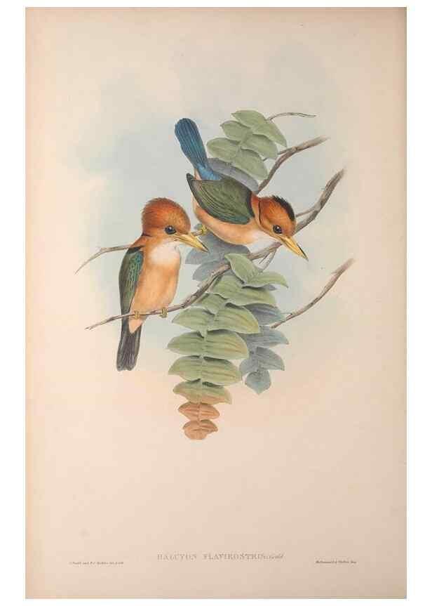 Reproducción/Reproduction 36203505193: The birds of Australia, supplement /. London :Printed by Taylor and Francis ... published by the author ...,[1851]-1869.