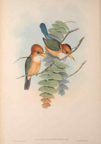 Reproducción/Reproduction 36203505193: The birds of Australia, supplement /. London :Printed by Taylor and Francis ... published by the author ...,[1851]-1869.