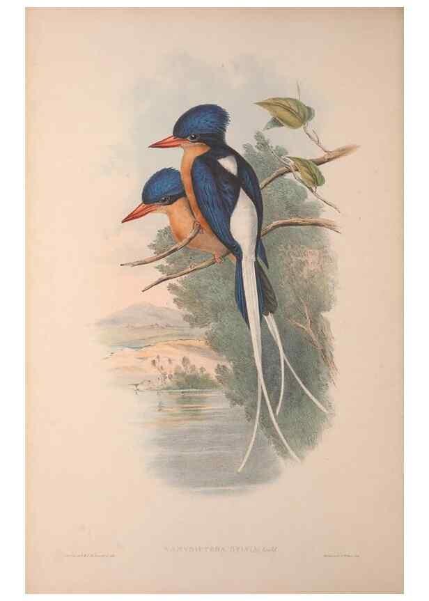 Reproducción/Reproduction 36203506823: The birds of Australia, supplement /. London :Printed by Taylor and Francis ... published by the author ...,[1851]-1869.