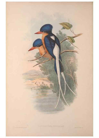 Reproducción/Reproduction 36203506823: The birds of Australia, supplement /. London :Printed by Taylor and Francis ... published by the author ...,[1851]-1869.
