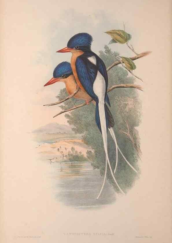 Reproducción/Reproduction 36203506823: The birds of Australia, supplement /. London :Printed by Taylor and Francis ... published by the author ...,[1851]-1869.