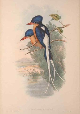 Reproducción/Reproduction 36203506823: The birds of Australia, supplement /. London :Printed by Taylor and Francis ... published by the author ...,[1851]-1869.