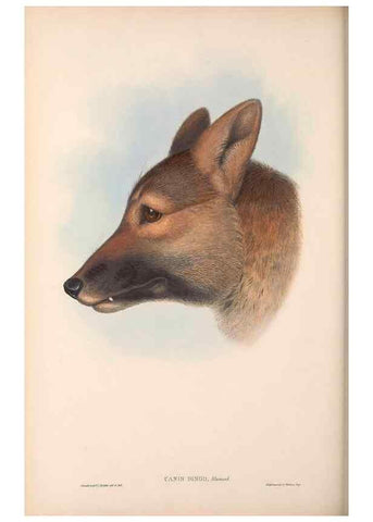 Reproducción/Reproduction 36147544573: The mammals of Australia.. London,Printed by Taylor and Francis, pub. by the author,1863.