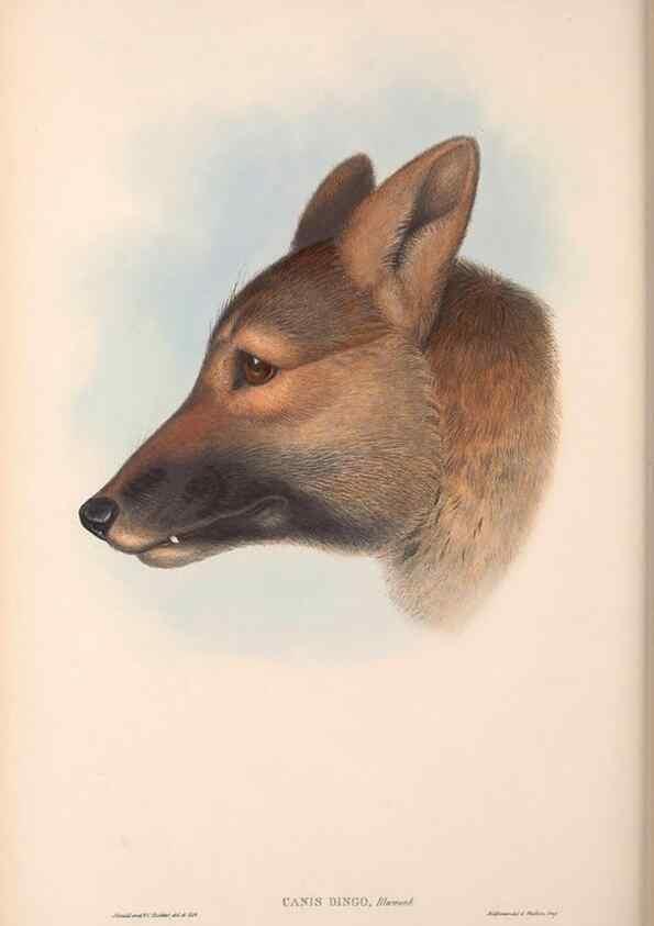 Reproducción/Reproduction 36147544573: The mammals of Australia.. London,Printed by Taylor and Francis, pub. by the author,1863.