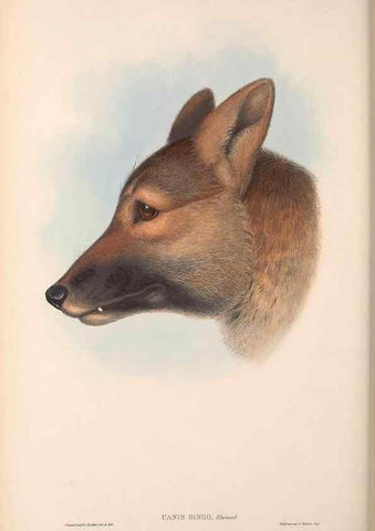 Reproducción/Reproduction 36147544573: The mammals of Australia.. London,Printed by Taylor and Francis, pub. by the author,1863.