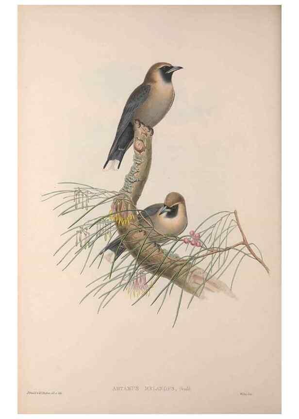 Reproducción/Reproduction 36823548826: The birds of Australia, supplement /. London :Printed by Taylor and Francis ... published by the author ...,[1851]-1869.