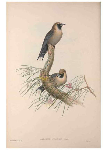 Reproducción/Reproduction 36823548826: The birds of Australia, supplement /. London :Printed by Taylor and Francis ... published by the author ...,[1851]-1869.
