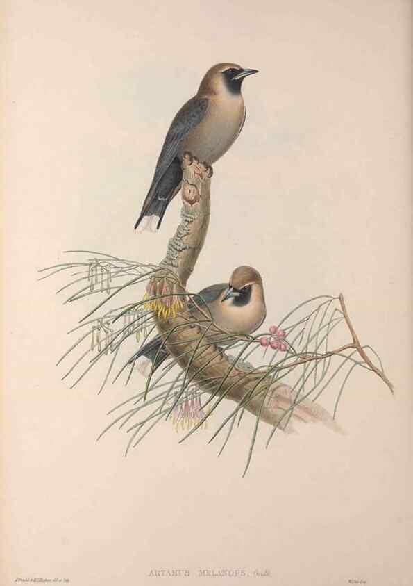 Reproducción/Reproduction 36823548826: The birds of Australia, supplement /. London :Printed by Taylor and Francis ... published by the author ...,[1851]-1869.
