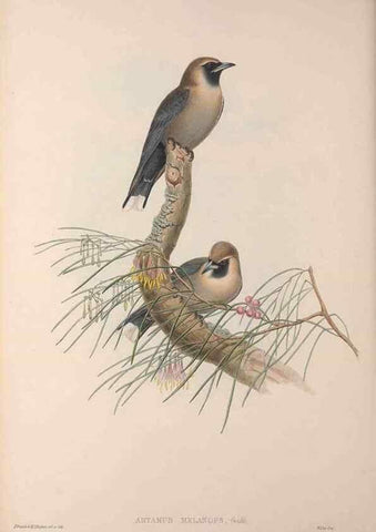 Reproducción/Reproduction 36823548826: The birds of Australia, supplement /. London :Printed by Taylor and Francis ... published by the author ...,[1851]-1869.