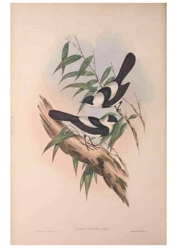 Reproducción/Reproduction 36823556286: The birds of Australia, supplement /. London :Printed by Taylor and Francis ... published by the author ...,[1851]-1869.
