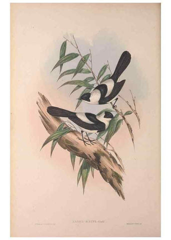 Reproducción/Reproduction 36823556286: The birds of Australia, supplement /. London :Printed by Taylor and Francis ... published by the author ...,[1851]-1869.