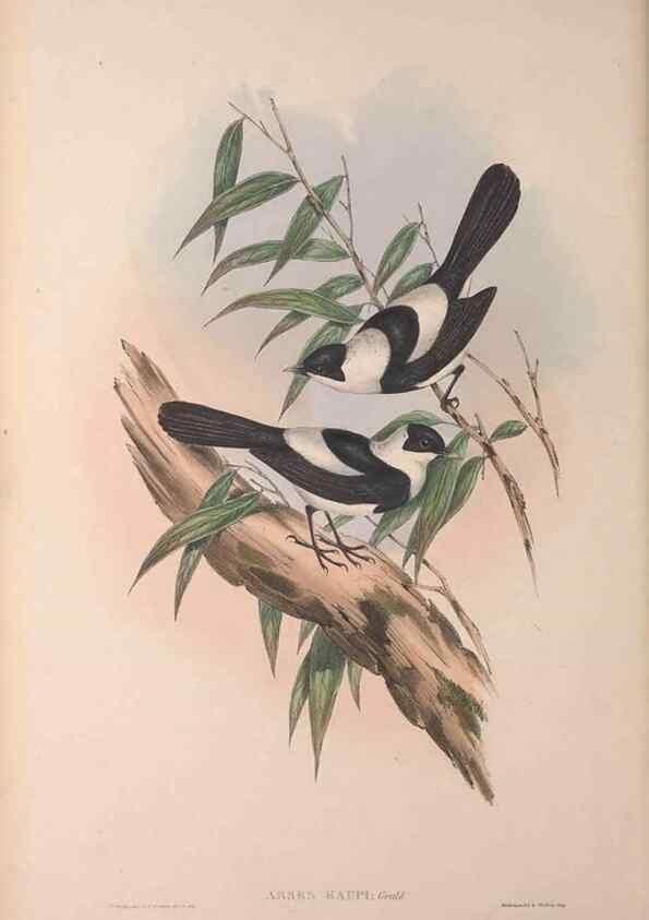 Reproducción/Reproduction 36823556286: The birds of Australia, supplement /. London :Printed by Taylor and Francis ... published by the author ...,[1851]-1869.