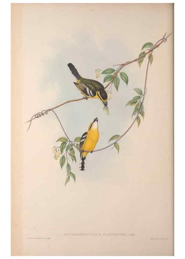 Reproducción/Reproduction 36823559046: The birds of Australia, supplement /. London :Printed by Taylor and Francis ... published by the author ...,[1851]-1869.