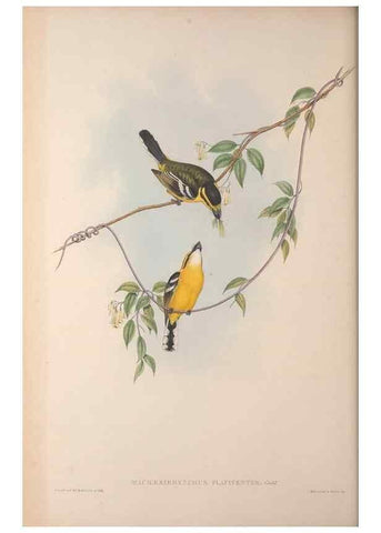 Reproducción/Reproduction 36823559046: The birds of Australia, supplement /. London :Printed by Taylor and Francis ... published by the author ...,[1851]-1869.