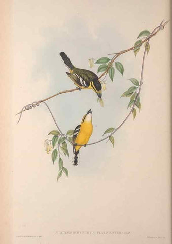 Reproducción/Reproduction 36823559046: The birds of Australia, supplement /. London :Printed by Taylor and Francis ... published by the author ...,[1851]-1869.