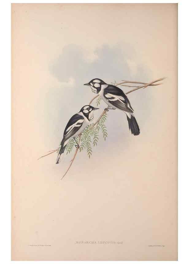 Reproducción/Reproduction 36823560966: The birds of Australia, supplement /. London :Printed by Taylor and Francis ... published by the author ...,[1851]-1869.